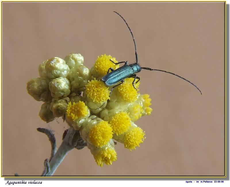 Agapanthia violacea (Fabricius)